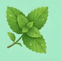#mint